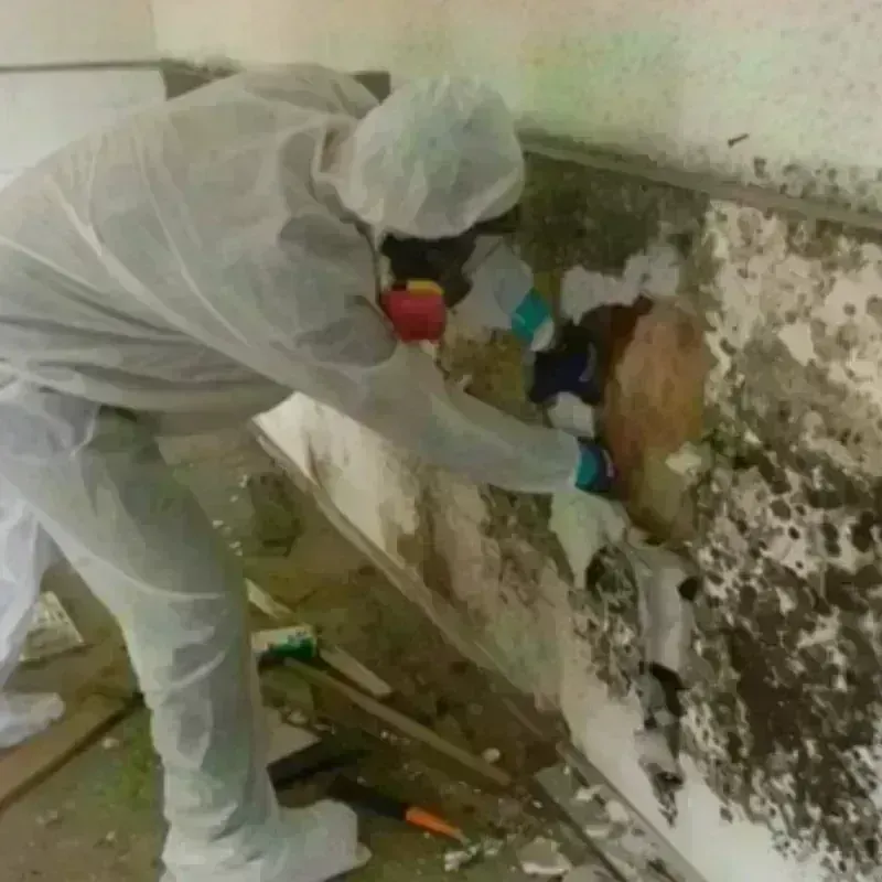 Mold Remediation and Removal in Jamestown, KY